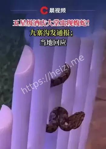 九寨沟酒店蝮蛇事件复盘